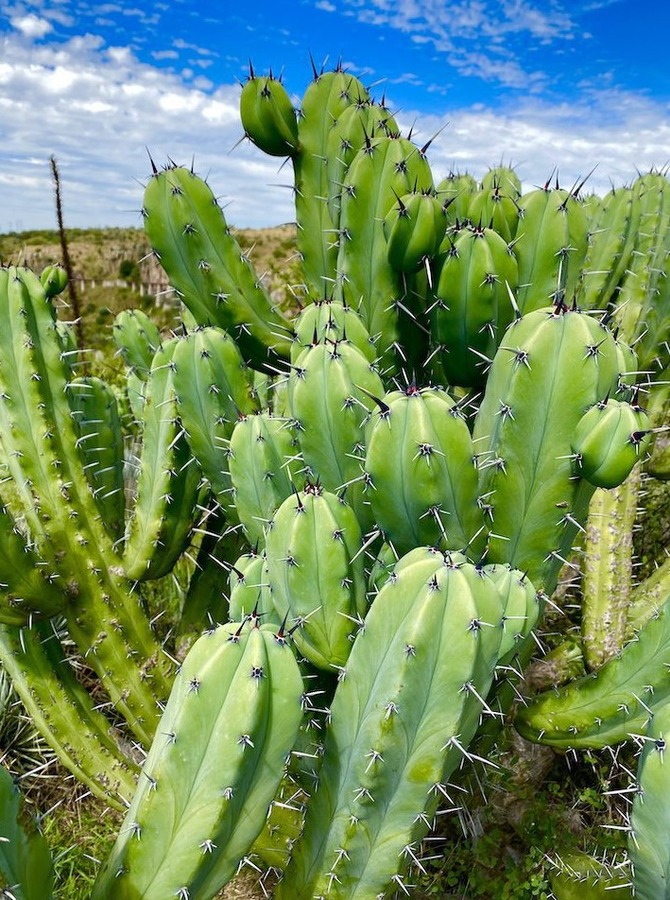 cactus