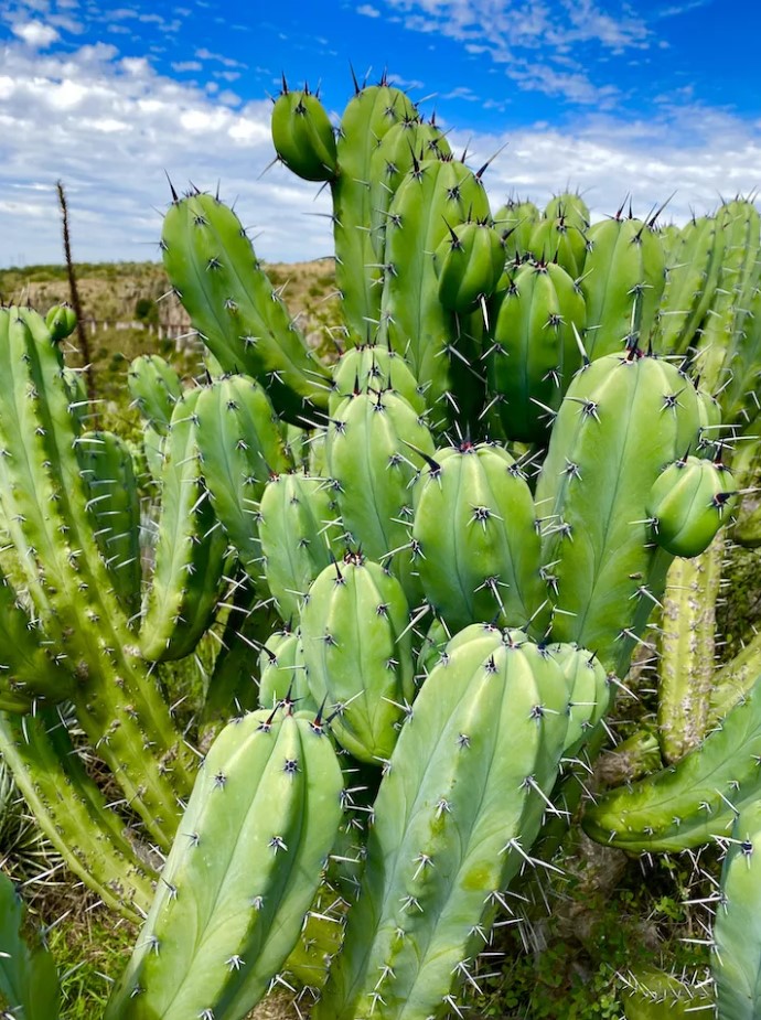 Cactus are everywhere