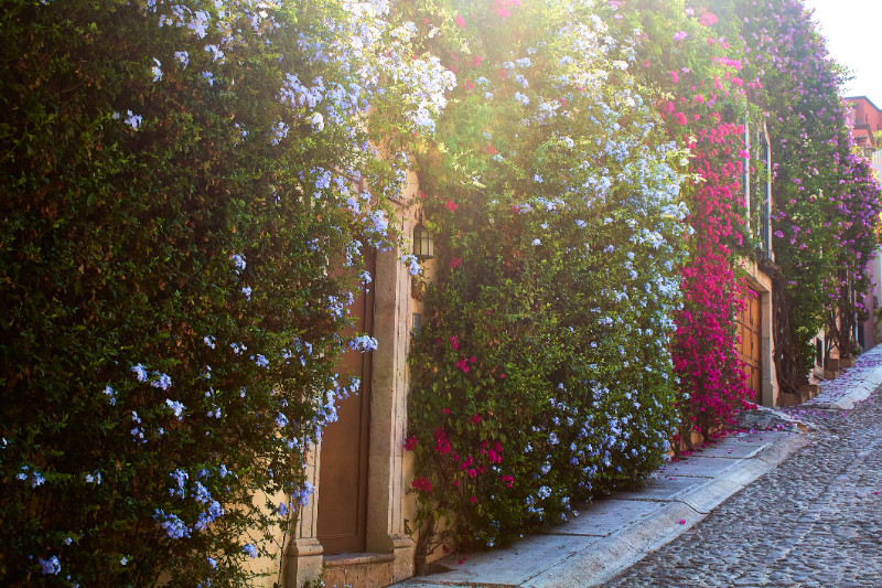 Facades of houses with flowers