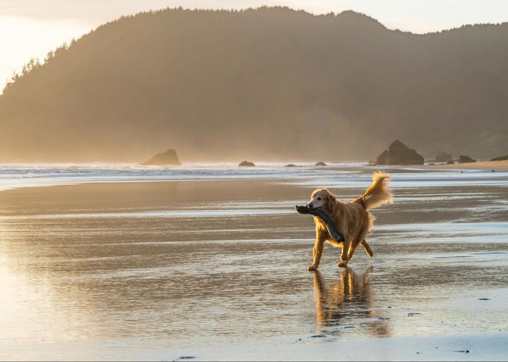 5 Family-Friendly Outdoor Activities in Whidbey Island