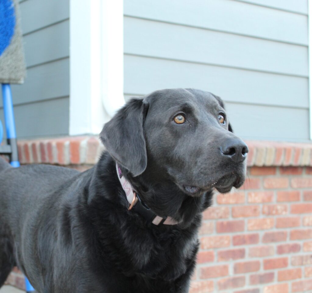 Twyla