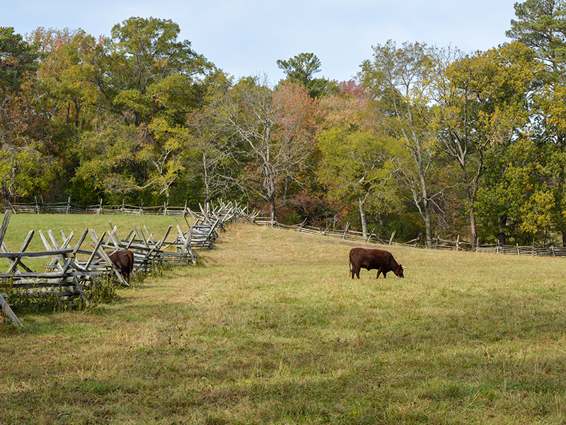 Western Powhatan (Bordering Cumberland County)