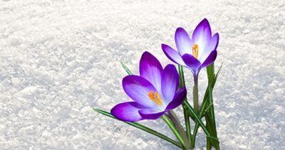 No Matter Which Groundhog You Listen To, You Should Sell Before Spring!