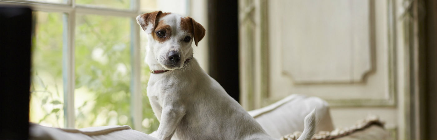 Dog_frontwindow_header