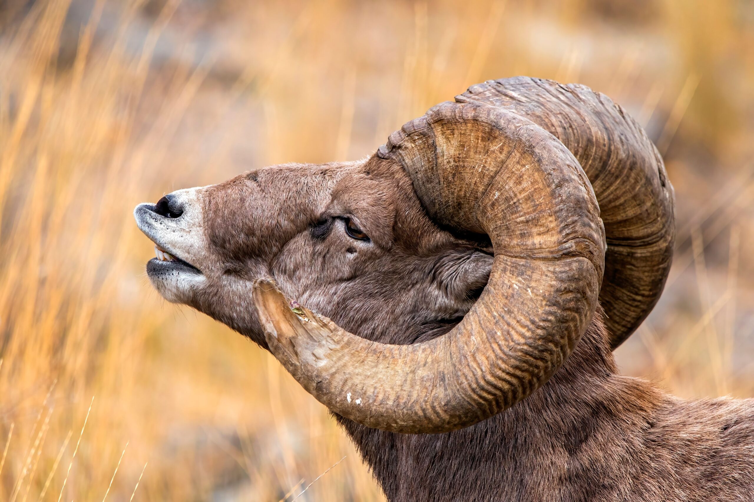 Have You Seen?  The Bighorn Sheep of Hemenway Park