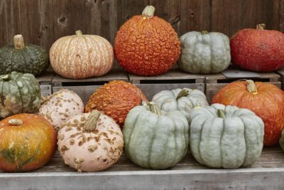 Seasonal pumpkins in assorted colors