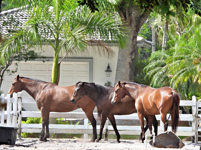 Horse property in La Cresta