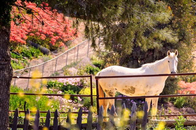 White horse on a scenic acreage property in La Cresta, California