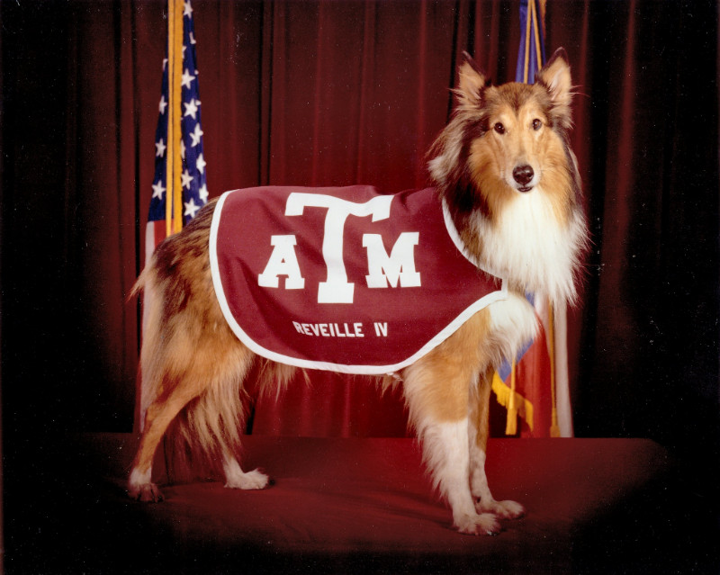 Reveille IV dog mascot