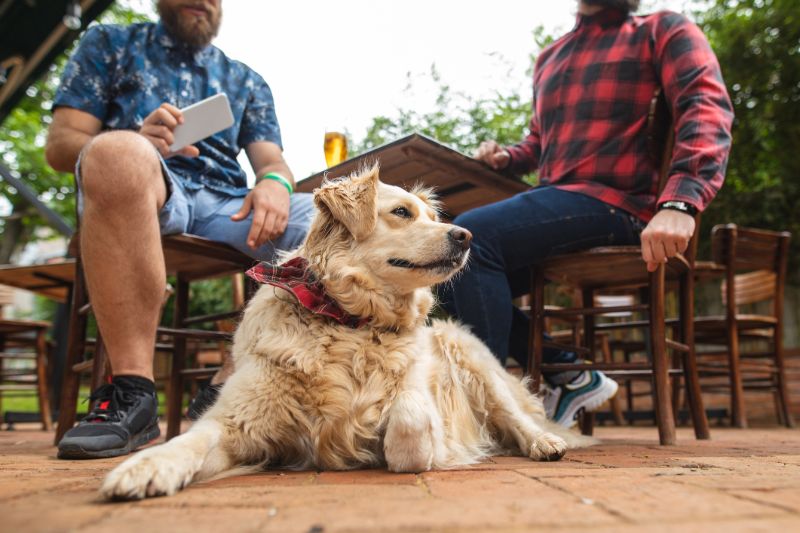 dog with red bandana waiting for his owner in cafe