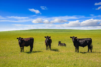 8 Things to know about agri exemptions in Texas (For farms and ranches in Brazos Valley)