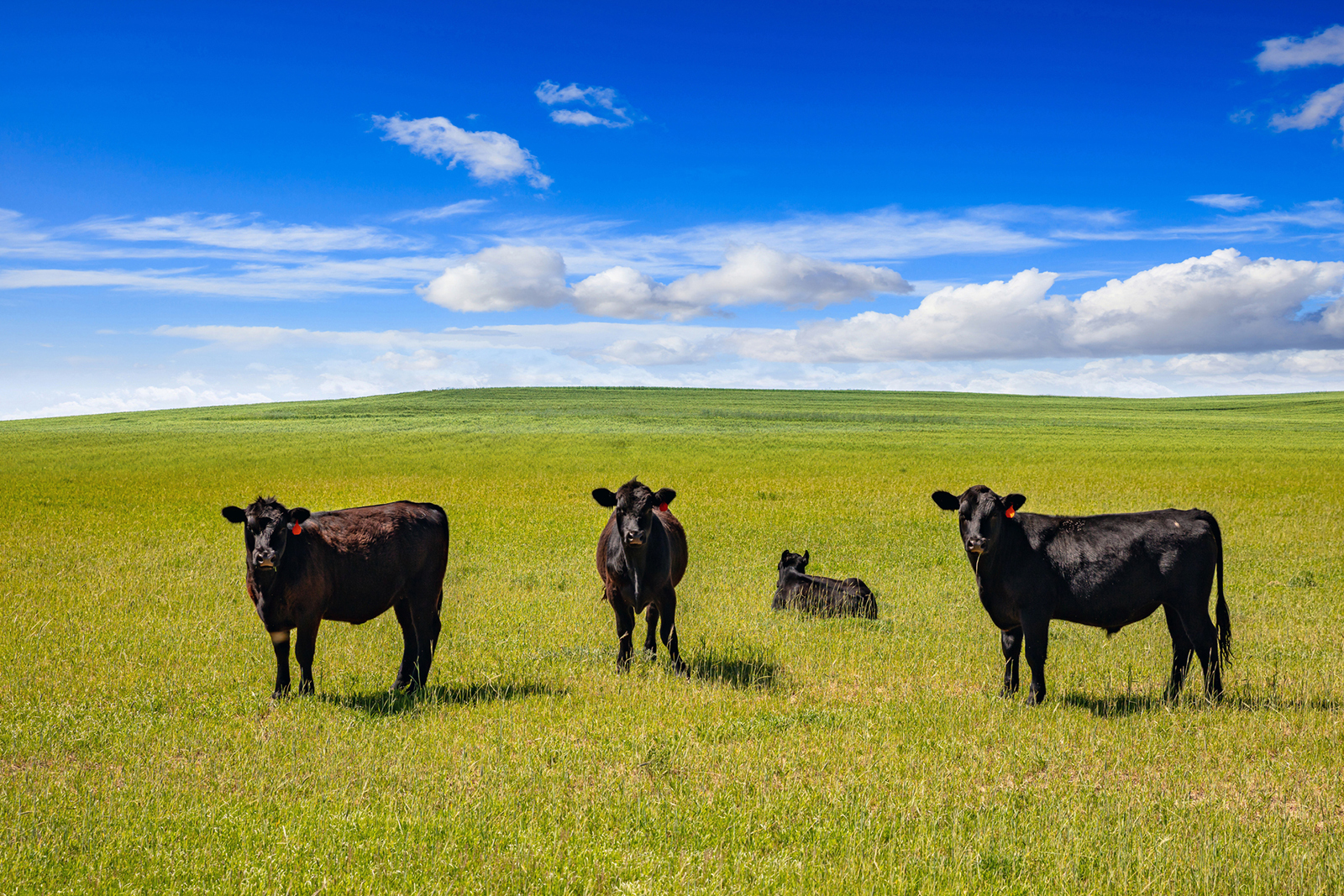 8 Things to know about agri exemptions in Texas (For farms and ranches in Brazos Valley)