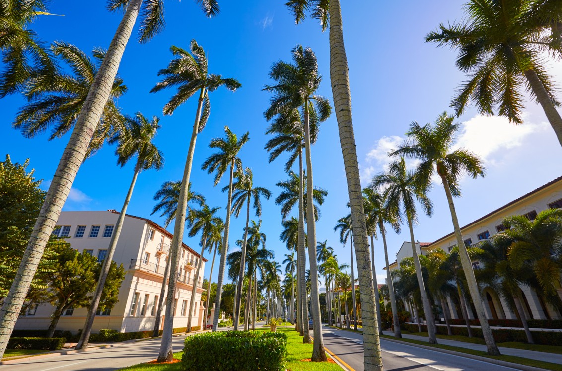 Royal Palm