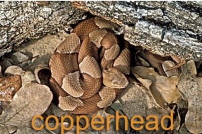 Copperhead snake hiding among rocks and brush while walking Texas land in Central Texas