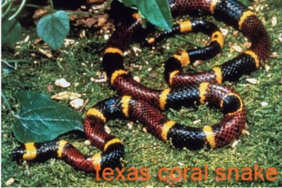 Texas coral snake on forest ground while walking Texas land in Central Texas