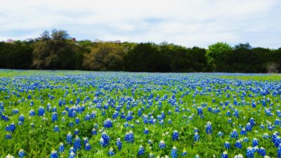Bluebonnet field in Central Texas near San Marcos