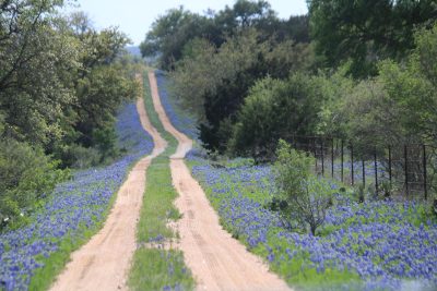 Dirt road lined with bluebonnets in Central Texas near San Marcos showcasing spring wildflowers and rural landscape and the State symbol/flower 