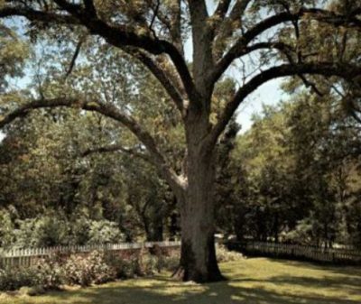 Large pecan tree in Texas landscape representing the Texas state tree and Central Texas outdoor living