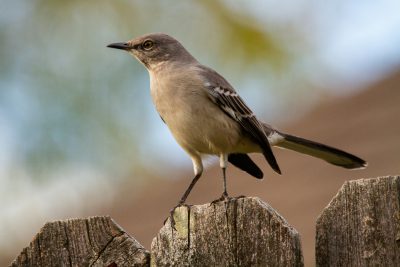 Northern mockingbird perched on wooden fence in Central Texas representing the Texas state bird and local wildlife