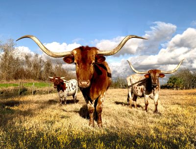 Texas Longhorn cattle standing in open pasture in Central Texas representing ranch land and Texas state animal