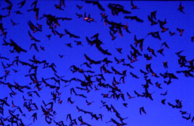 Mexican free-tailed bats flying at dusk in Texas sky representing the Texas state flying mammal