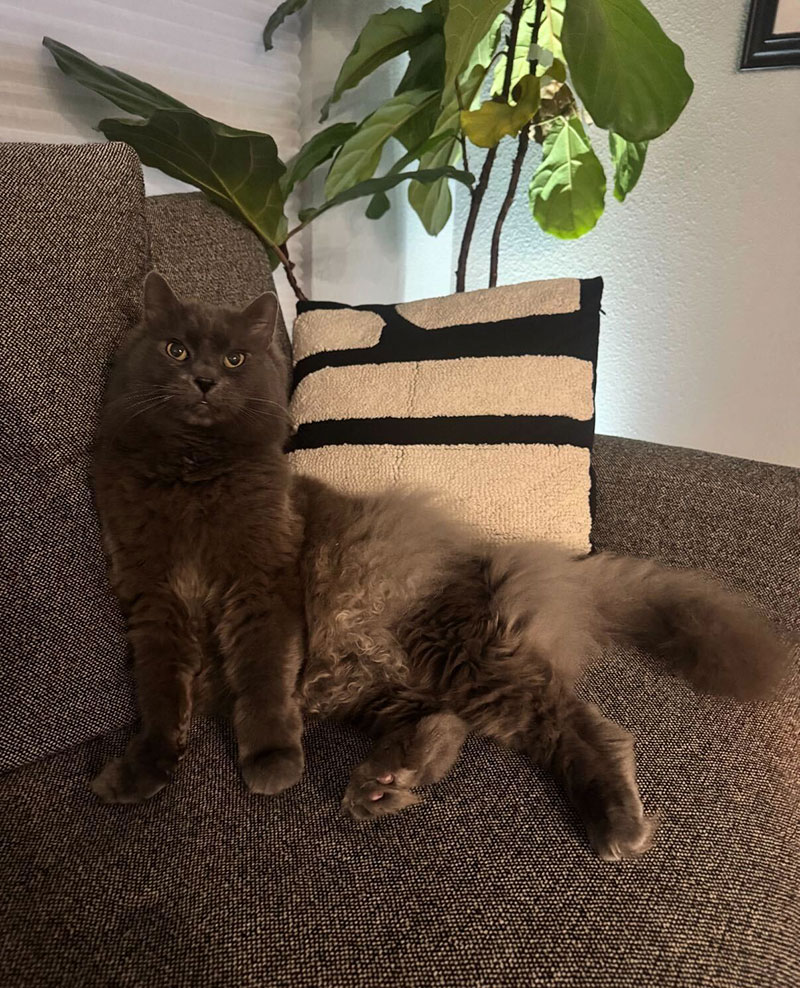 Taco  “The Purr-operty Manager”