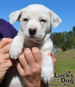 White Lucky Dog