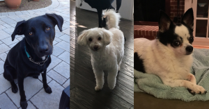 Three Dogs
