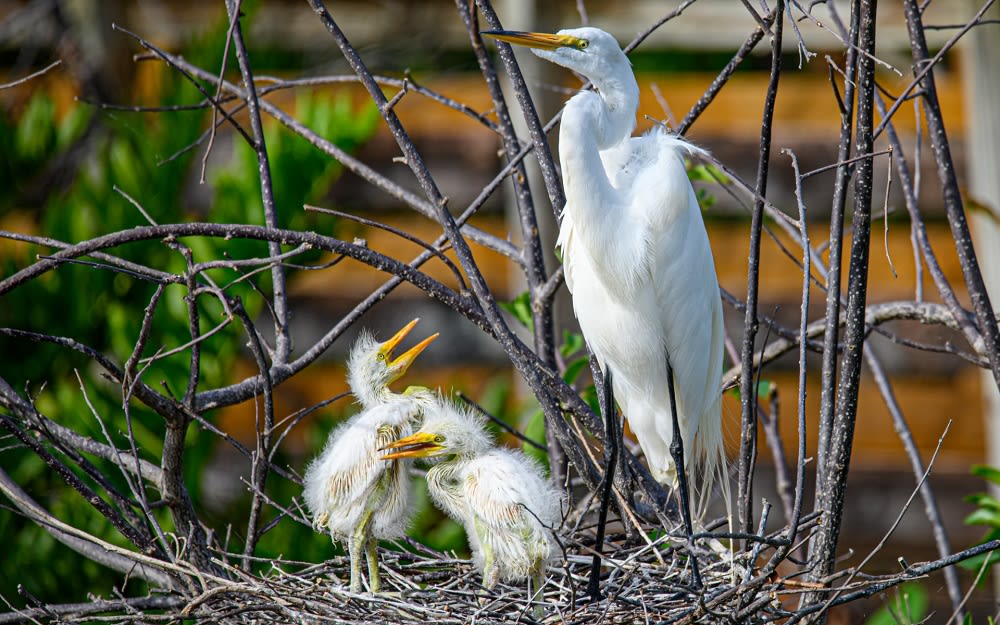 A white heron stands beside two fluffy chicks in a nest made of twigs, surrounded by greenery.
