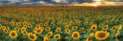 Pros & Cons of Living in Davis California