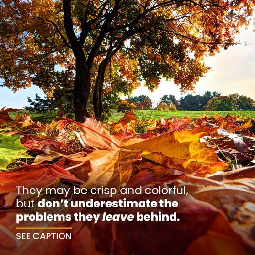 Fall Foliage
