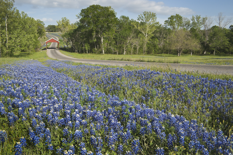 Bluebonnets