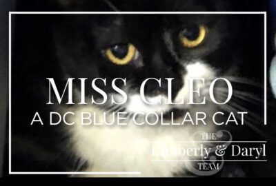 Black and White Cat