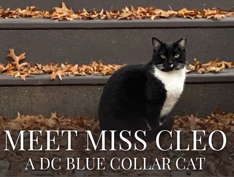 Cleo - Black and White Cat