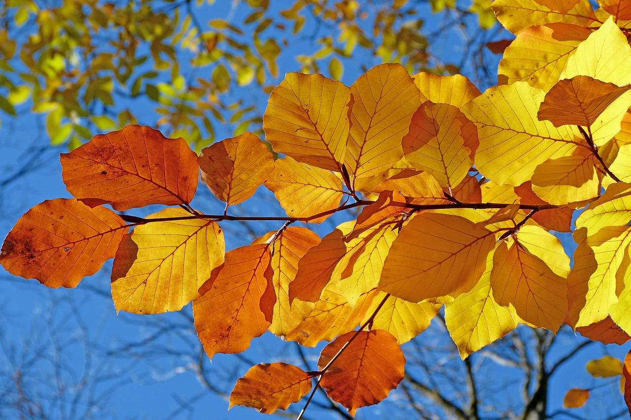 Fall foliage, fall leaf in Lake Tahoe