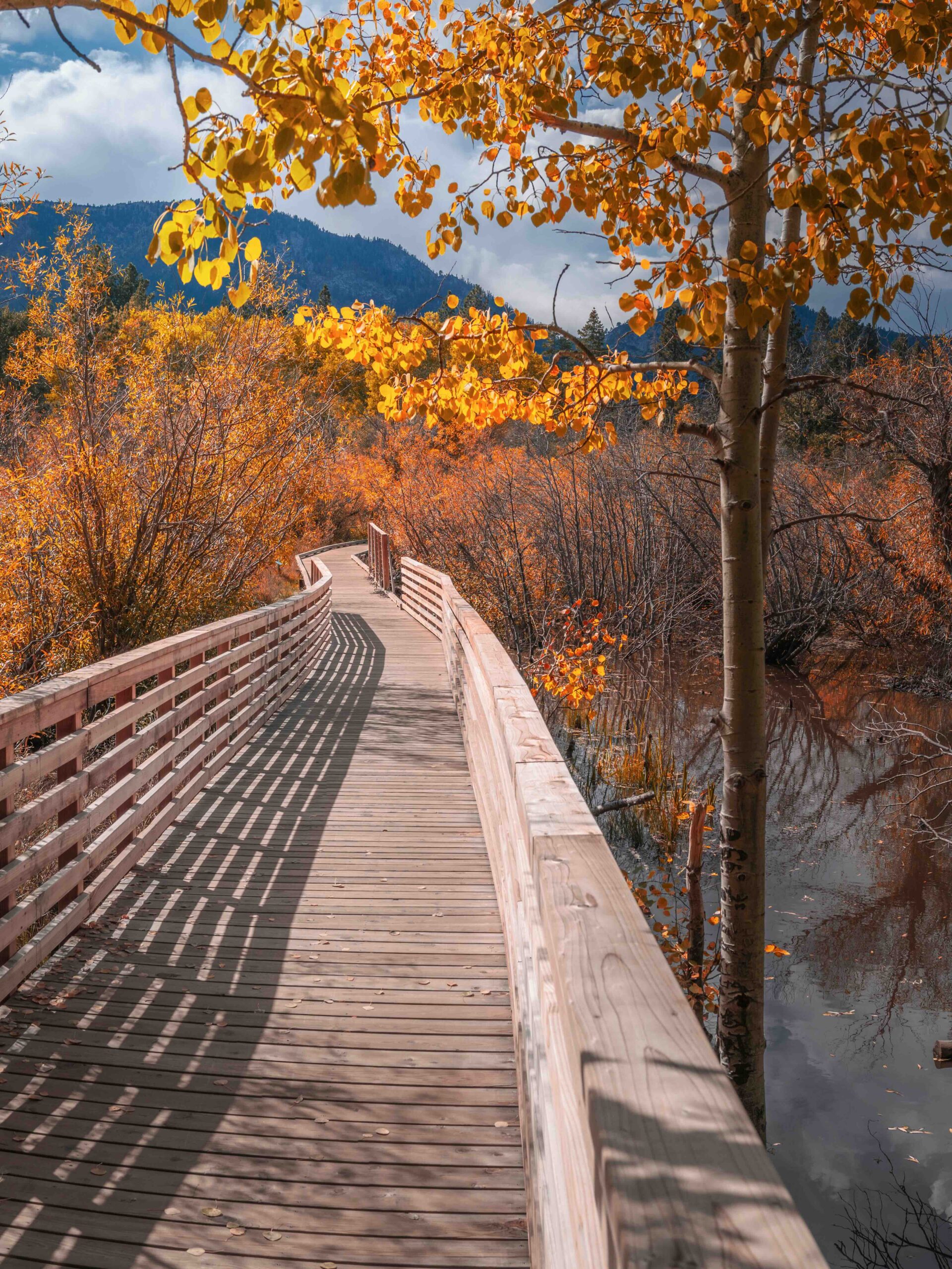 Tranquil boardwalk footpath landscape with autumn foliage with golden-colored trees near Lake Tahoe at Taylor Creek in Northern California