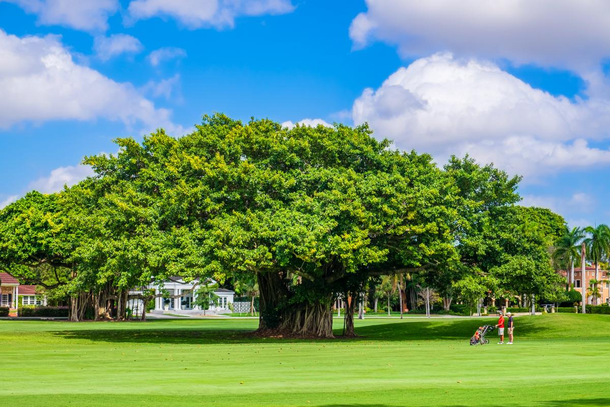 Golf and country club living in Coral Gables: What you should know