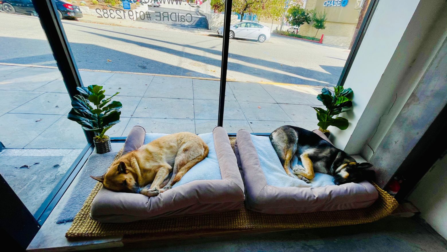 Dogs Sleeping