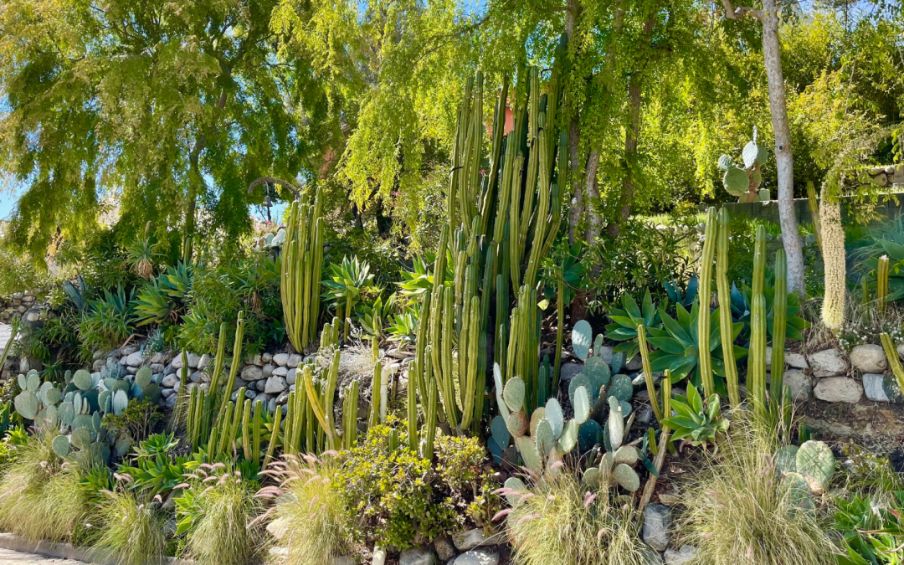 Trees and Plants