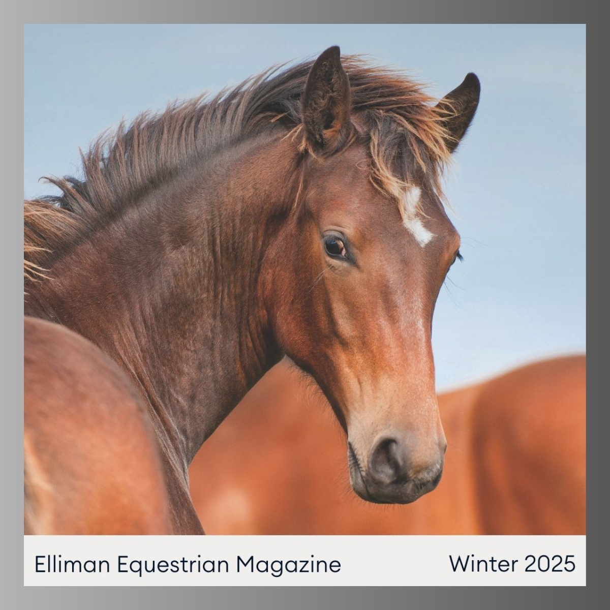 Brown Horse