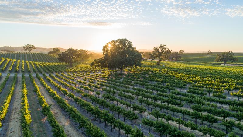 Paso Robles