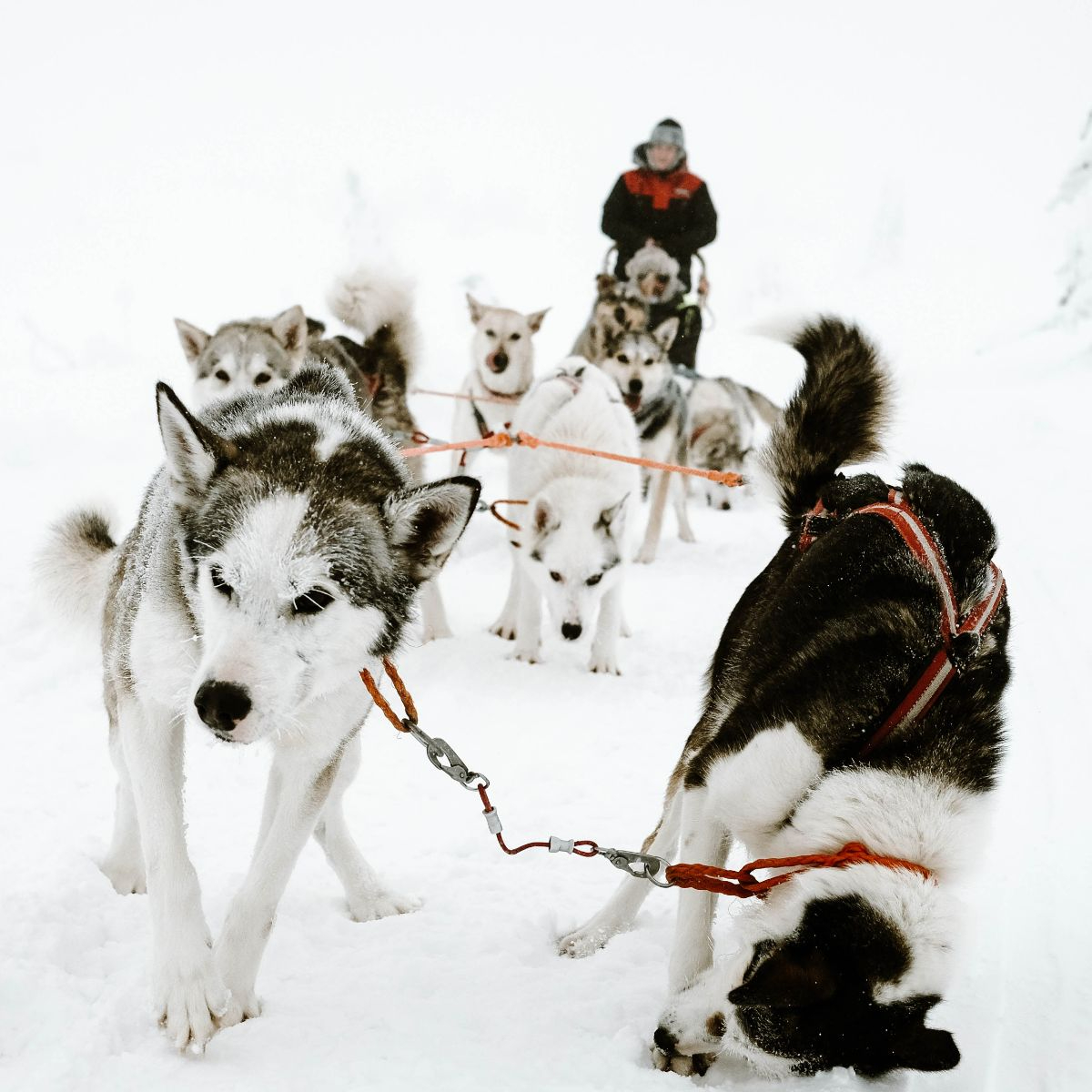 2024-25 Winter Events & Lifestyle Newsletter