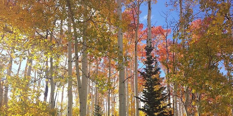 Best Park City Fall Hikes