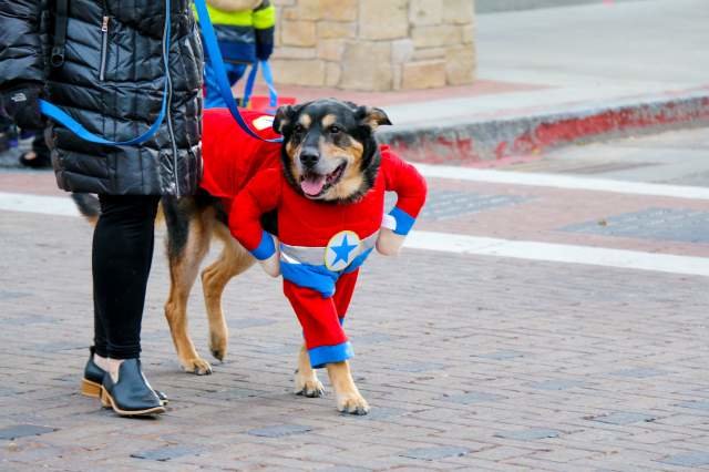 Howl-O-Ween