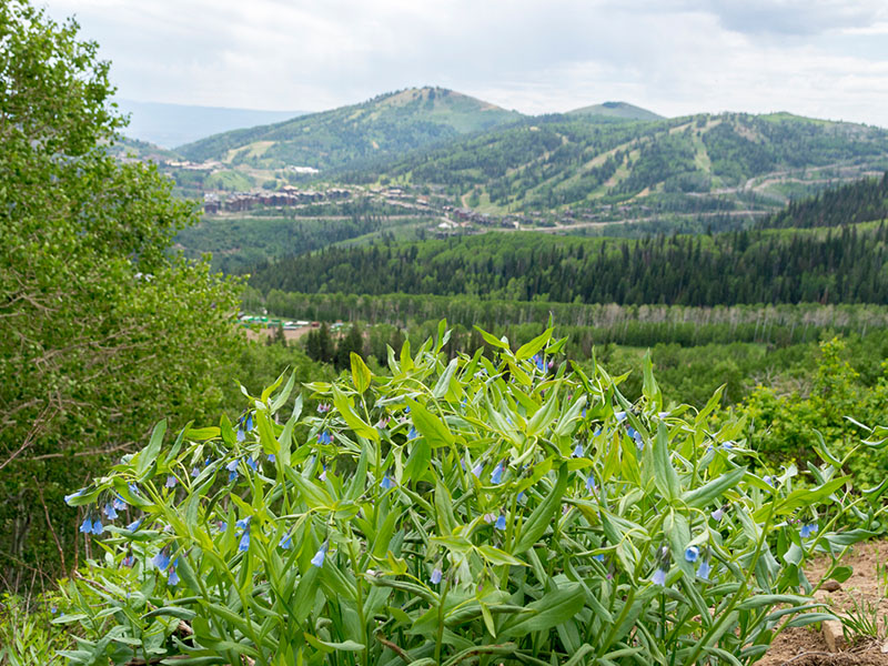 Glenwild