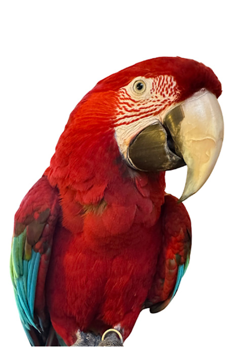 Kaida