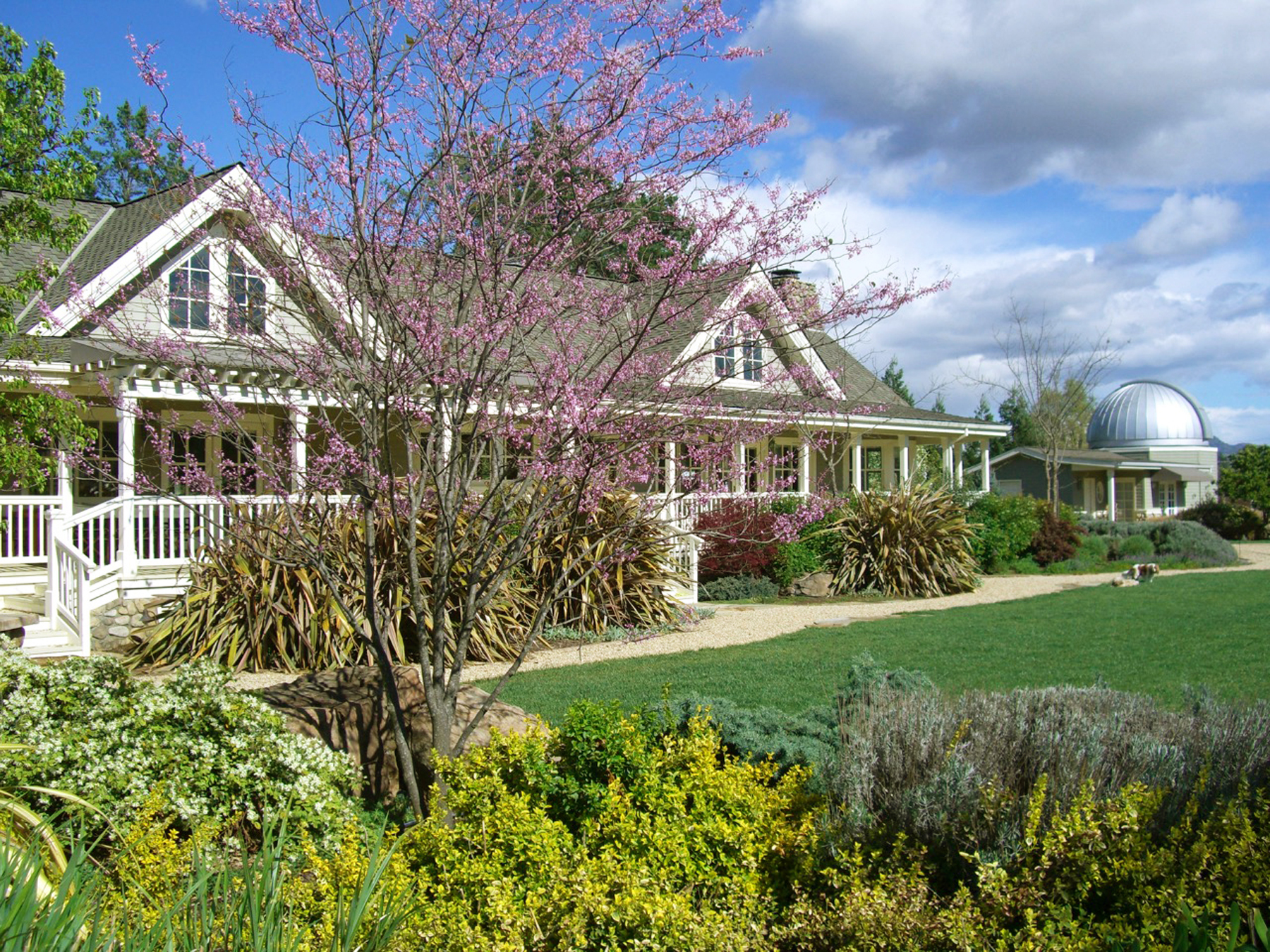 01a Redbud 2 EDIT - 1500ZinfandelLane