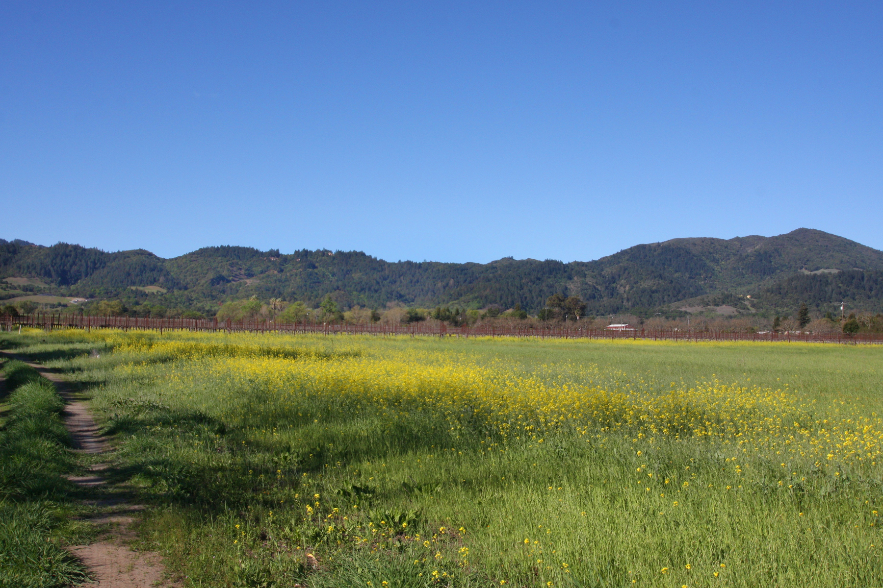 02 IMG_0094-EDIT- StHelenaHwyHamm