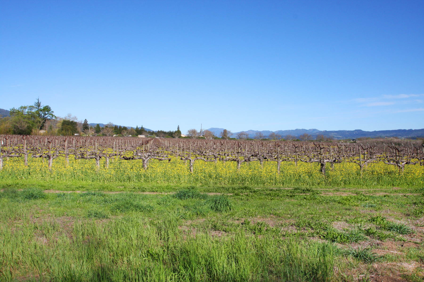 03 IMG_0053-EDIT- StHelenaHwyHamm