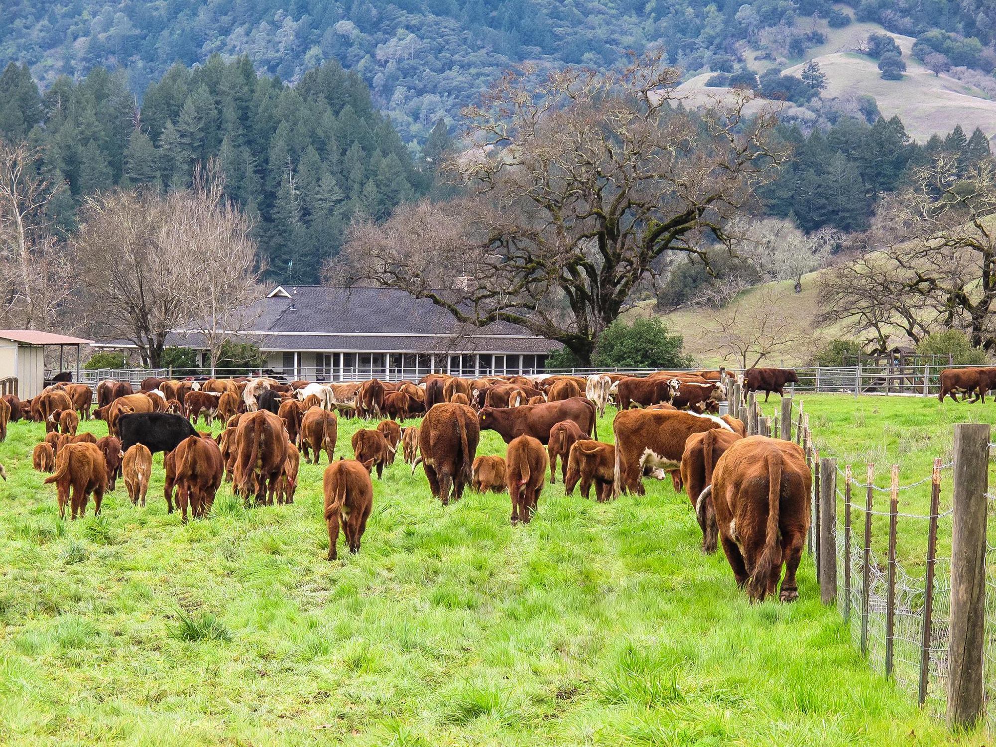 06 - c19 1 smaller - SantaAngelinaRanch